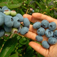 blueberries small