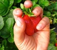 strawberry small 2